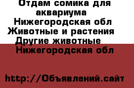 Отдам сомика для аквариума - Нижегородская обл. Животные и растения » Другие животные   . Нижегородская обл.